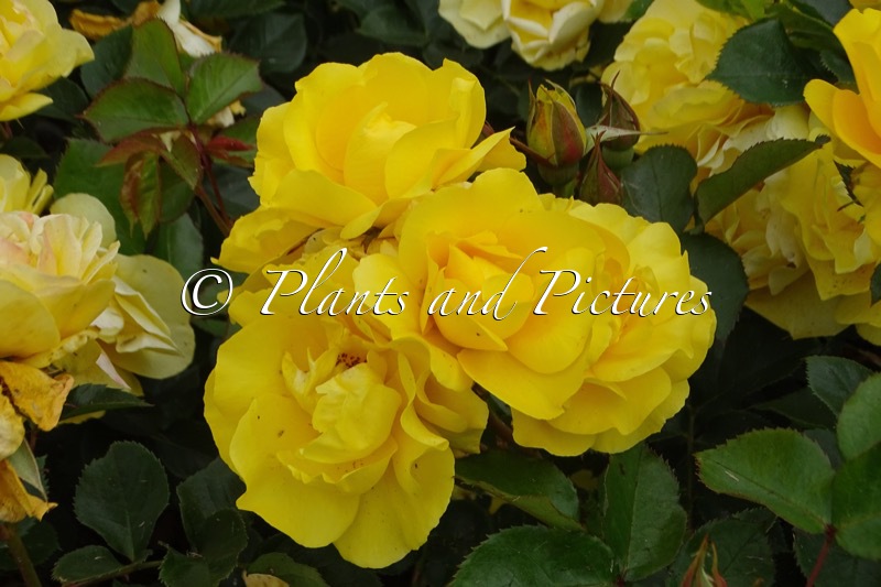 Rosa ‘Korharrigeo’ (HERE COMES THE SUN)