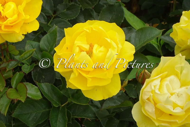 Rosa ‘Korharrigeo’ (HERE COMES THE SUN)