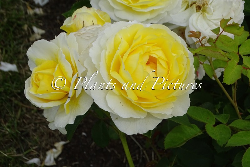 Rosa ‘Vismarok’ (JEAN ROBIE)