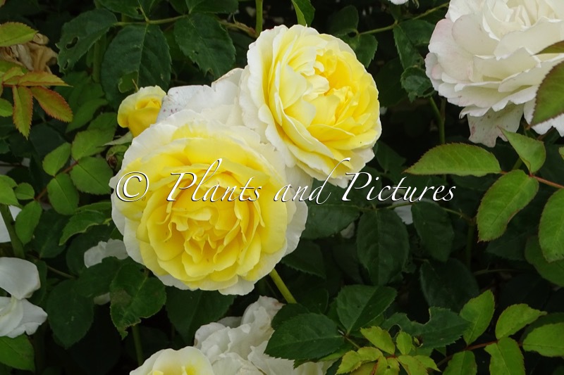 Rosa ‘Vismarok’ (JEAN ROBIE)