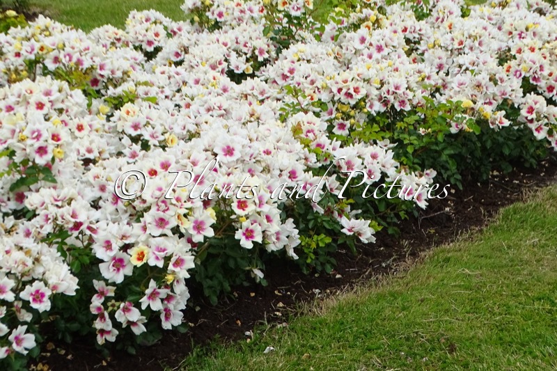 Rosa ‘Kenpopeye’ (LOOKING FOR LOVE)