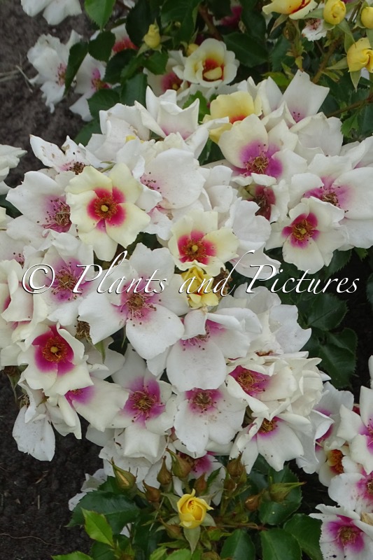 Rosa ‘Kenpopeye’ (LOOKING FOR LOVE)