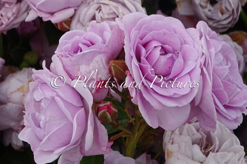 Rosa ‘Korcharblo’ (NAUTICA)