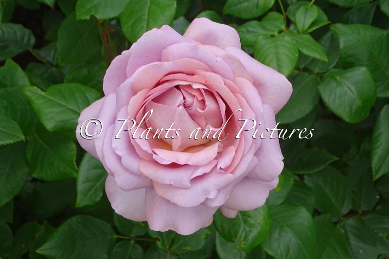 Rosa ‘Nirplender’ (THE PRIDE)