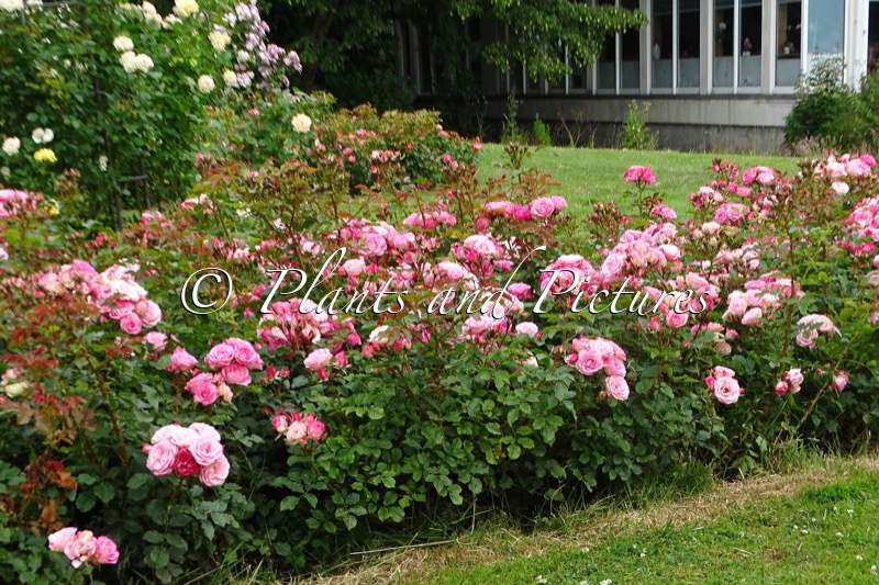 Rosa ‘Korelpusch’ (XENIA)