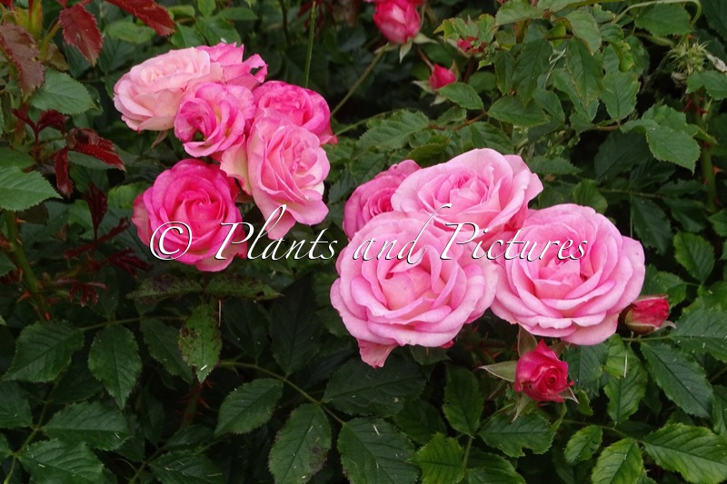 Rosa ‘Korelpusch’ (XENIA)