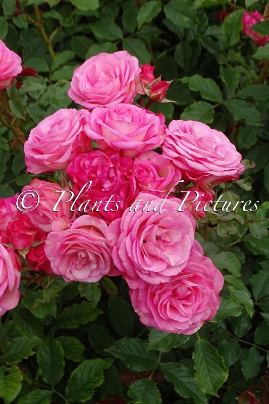 Rosa ‘Korelpusch’ (XENIA)