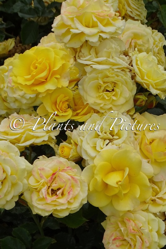 Rosa ‘Korsanhewes’ (SUNMAID)