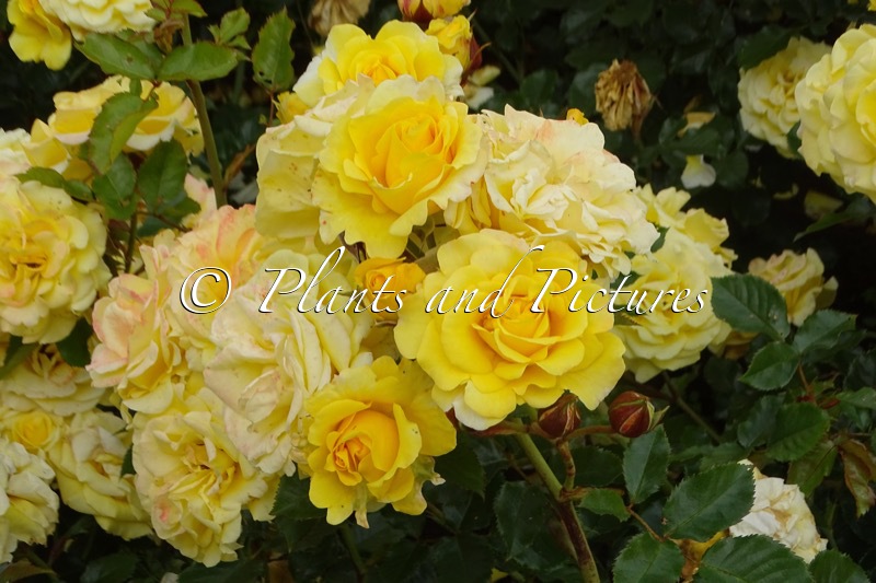 Rosa ‘Korsanhewes’ (SUNMAID)