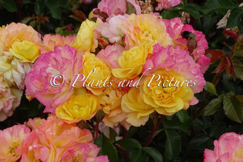 Rosa ‘Tan99530’ (LAMPION)