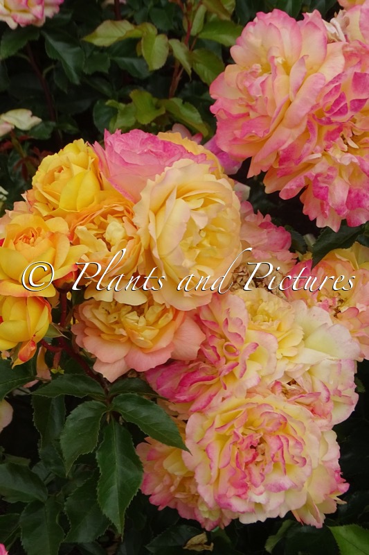 Rosa ‘Tan99530’ (LAMPION)