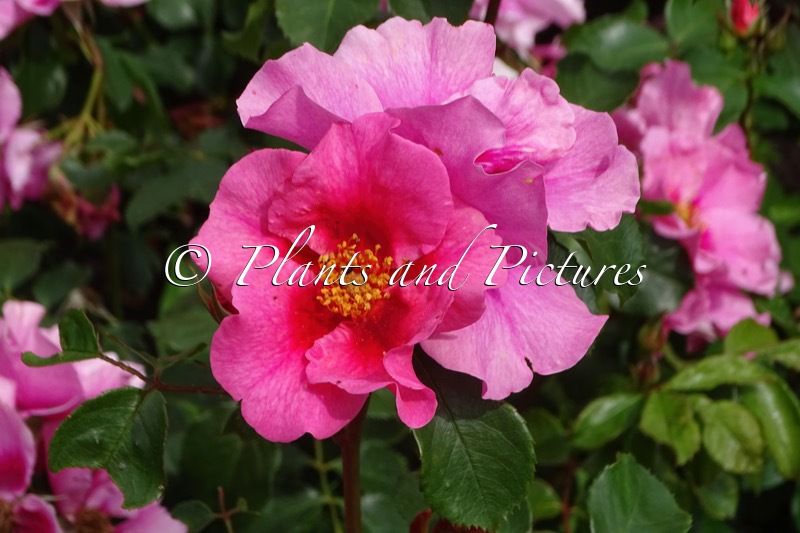 Rosa ‘Korhulth002’ (SEE YOU IN PINK)