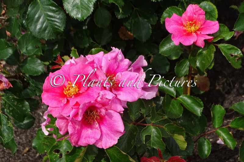 Rosa ‘Korhulth002’ (SEE YOU IN PINK)