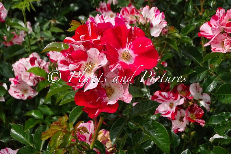 Rosa ‘Kornekcraz’ (SIMSALABIM)