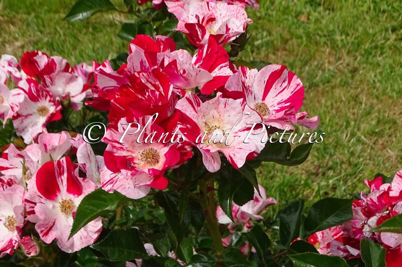 Rosa ‘Kornekcraz’ (SIMSALABIM)