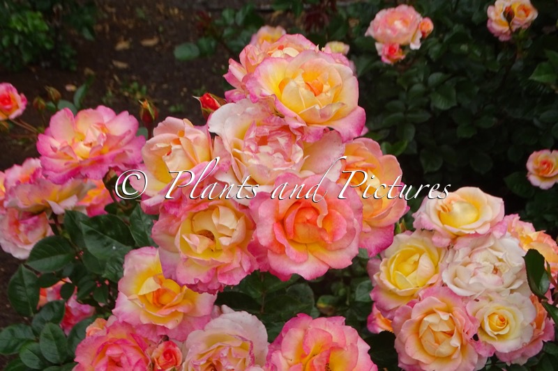 Rosa ‘Korlilalu’ (DEKORA)