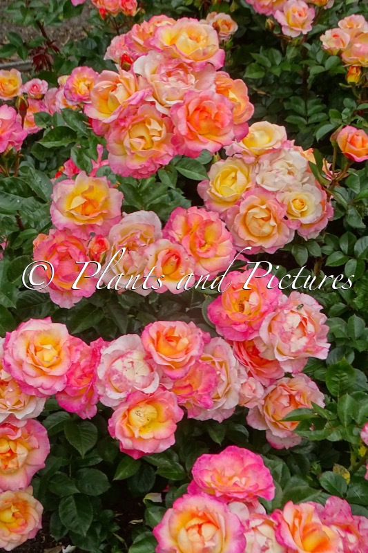 Rosa ‘Korlilalu’ (DEKORA)