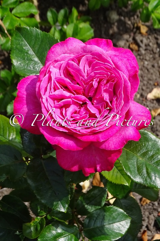 Rosa ‘Nirpeuro’ (EUDORA)