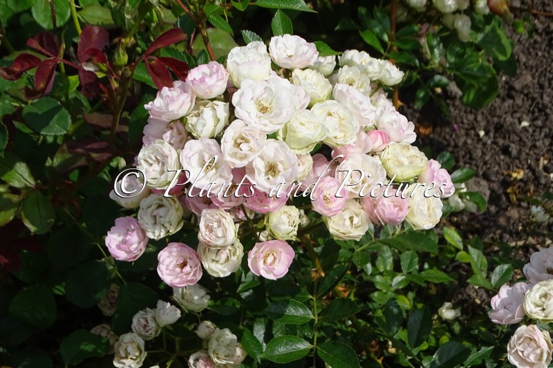 Rosa ‘Vel17mpada’ (PRINCE CHARLES DE LUXEMBOURG)