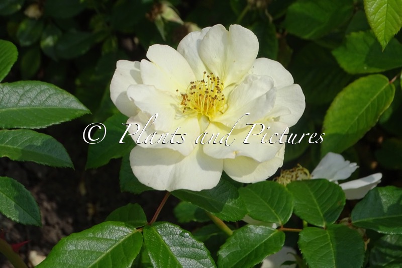 Rosa ‘Vel20dabje’ (SMILING SUN)