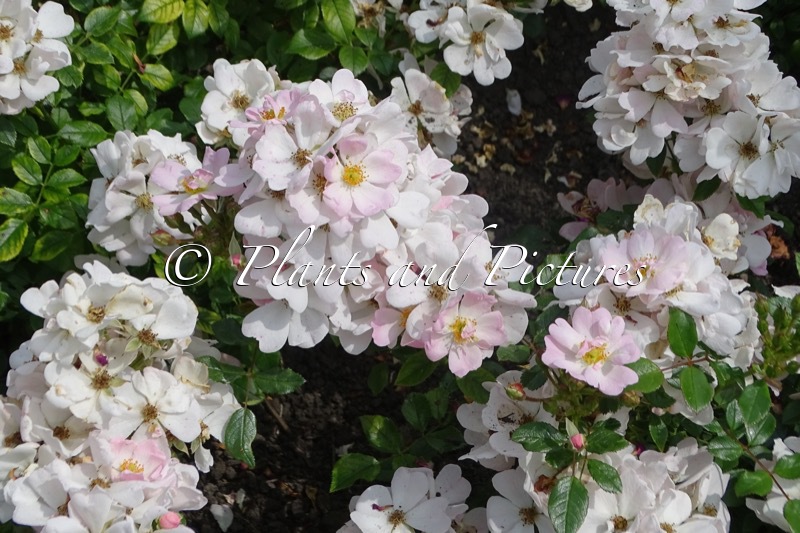 Rosa ‘Korhubkah’ (STERNENHIMMEL)