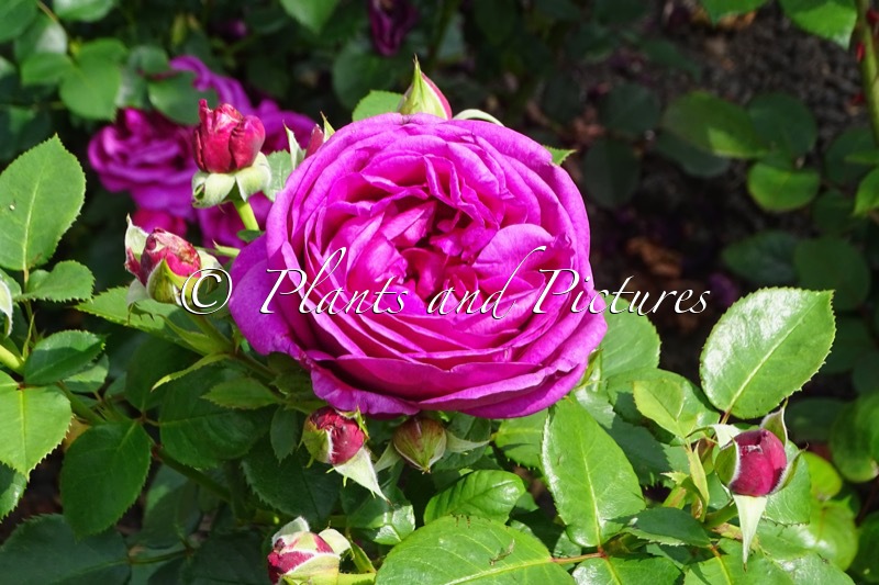 Rosa ‘Korelifur’ (FÜR ELISE)