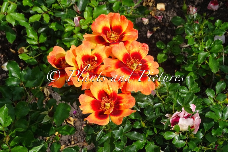 Rosa ‘IPB027710’ (FLAME BABYLON EYES)