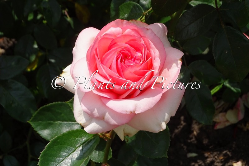 Rosa ‘Adaropat’ (ORGANZA)