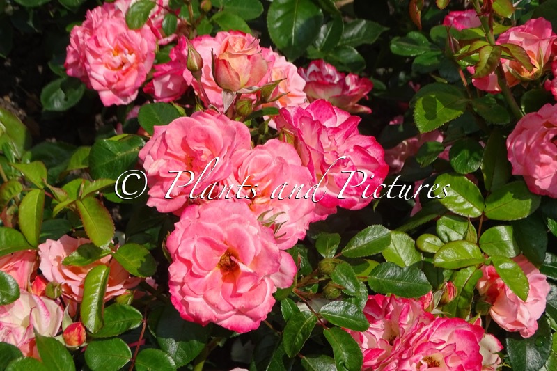 Rosa ‘Korfruisala’ (ENJOY)