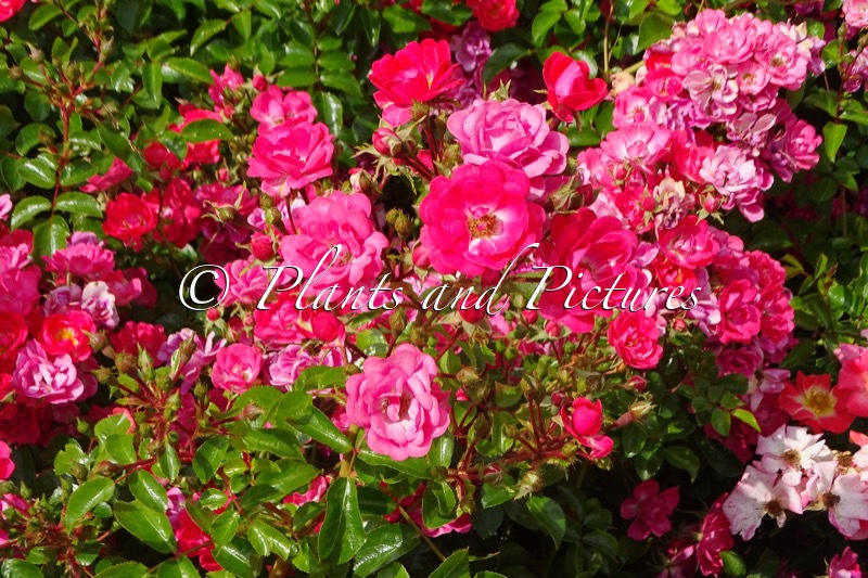 Rosa ‘Vismofau’ (NERVIA)