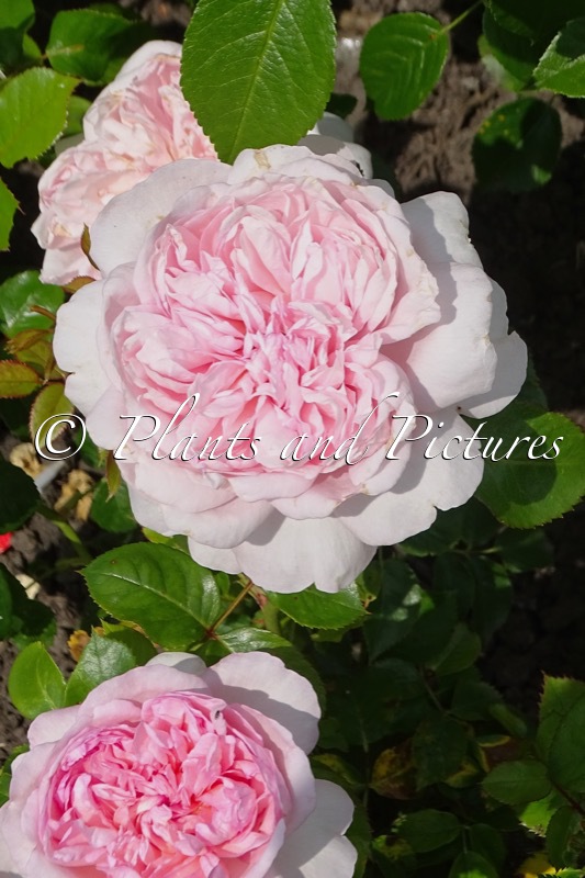 Rosa ‘Tan15539’ (MAURITIA)