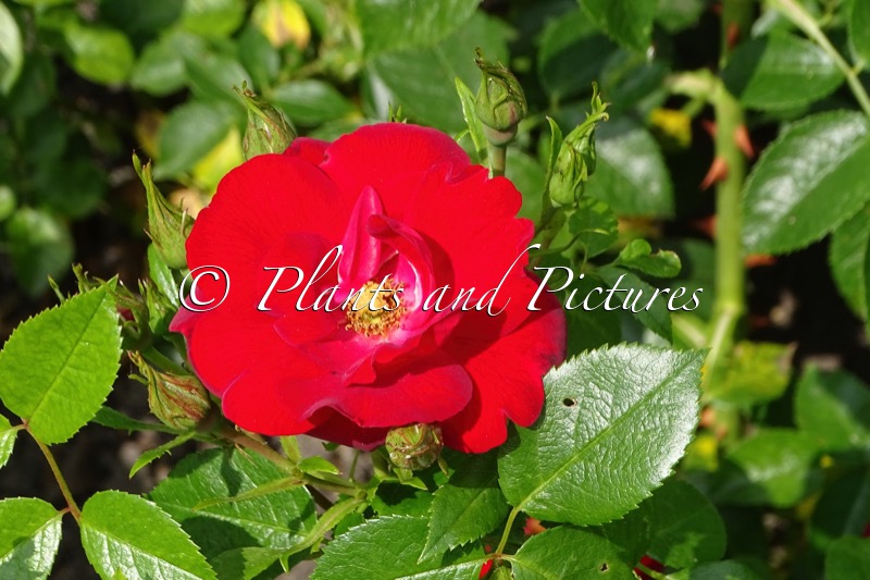 Rosa ‘Koroutofko’ (CAYENNE)