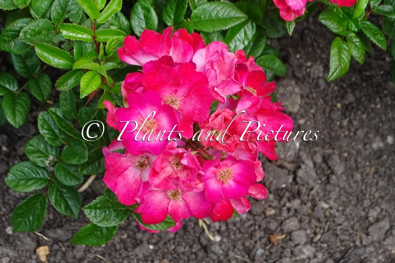 Rosa ‘Visperpink’ (UBUNTU)