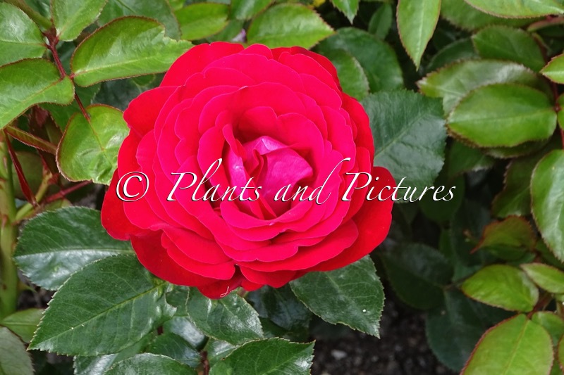 Rosa ‘Speventure’ (ADVENTURE)