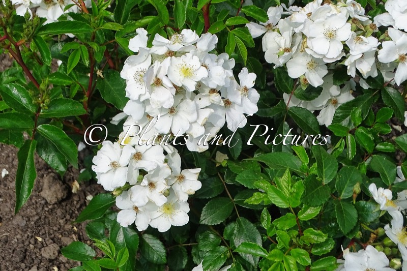 Rosa ‘Visamalbi’ (ESPRIT D’AMOUR)