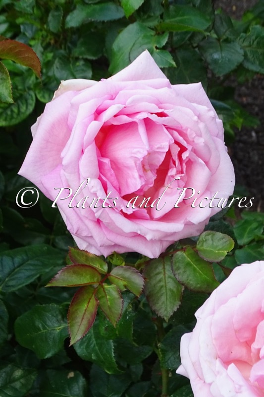 Rosa ‘Korethoro’ (MEINE ROSE)