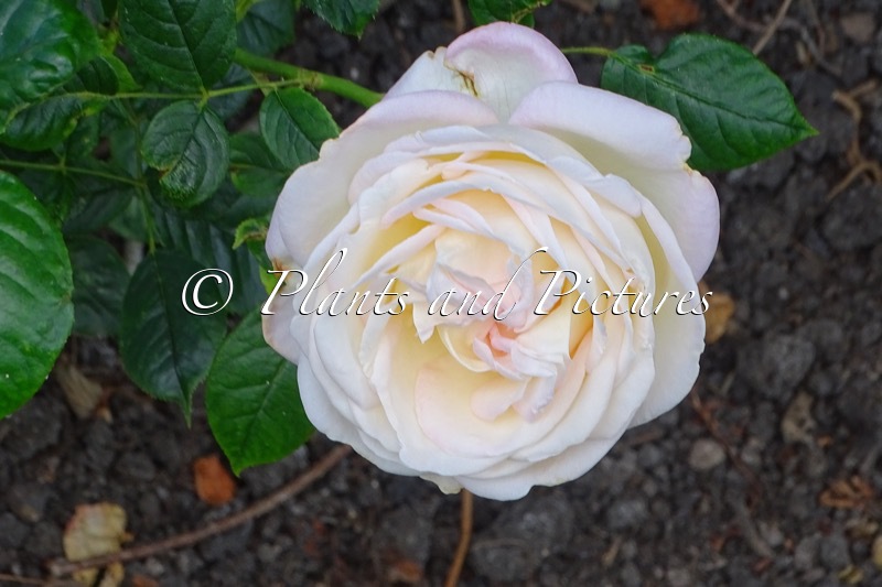 Rosa ‘Meiroguste’ (CAMILLE CLAUDEL)