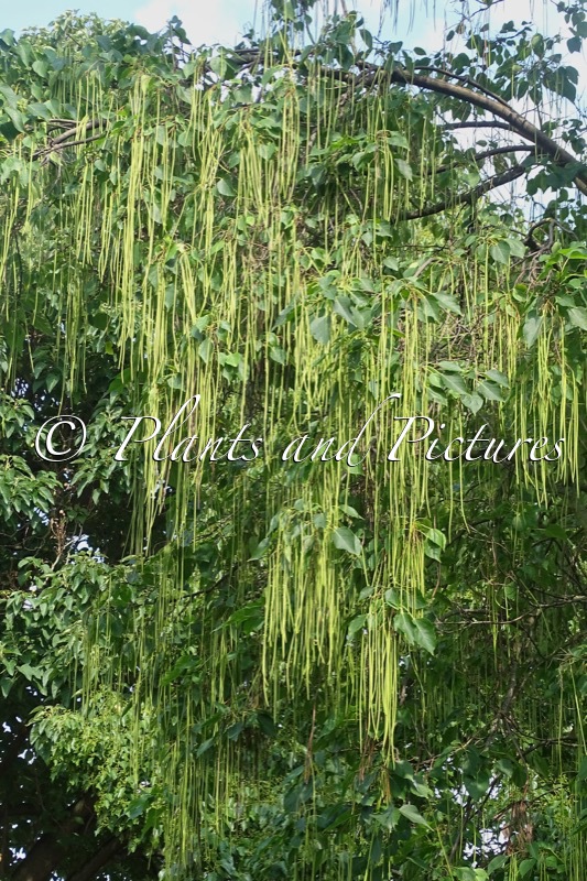Catalpa bungei