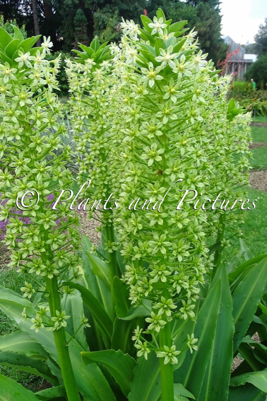 Eucomis pole-evansii