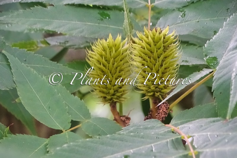 Platycarya strobilacea