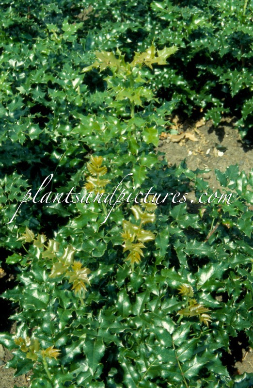 Mahonia aquifolium ‘Euro’
