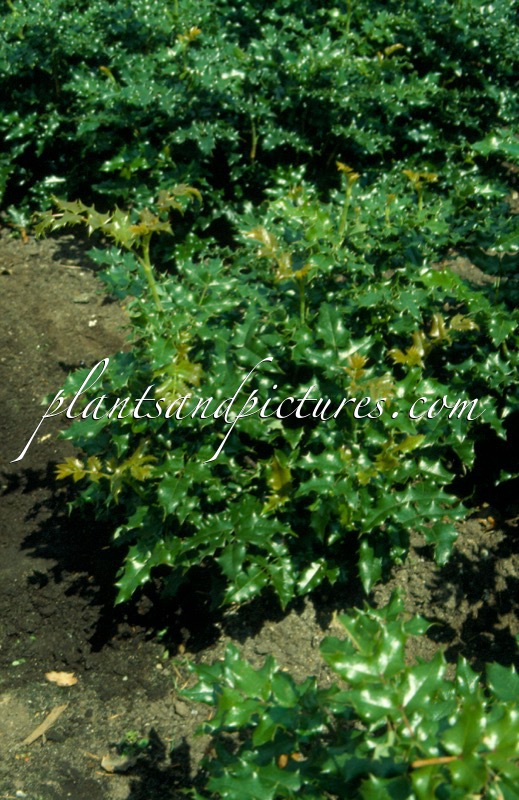 Mahonia aquifolium ‘Euro’