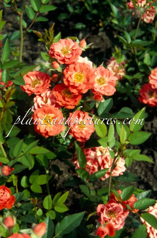 Rosa ‘Ivtahockey’ (HOCKEY)