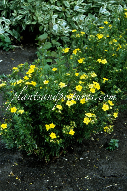 Potentilla fruticosa ‘Fredhem’