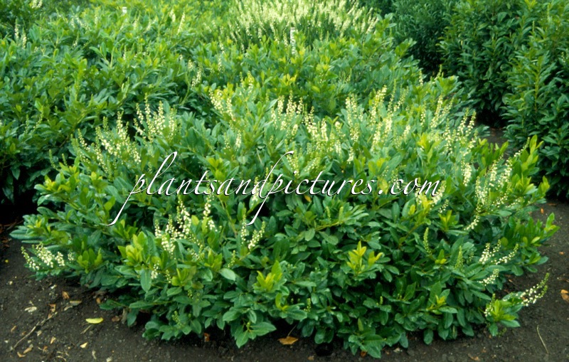 Prunus laurocerasus ‘Cherry Brandy’