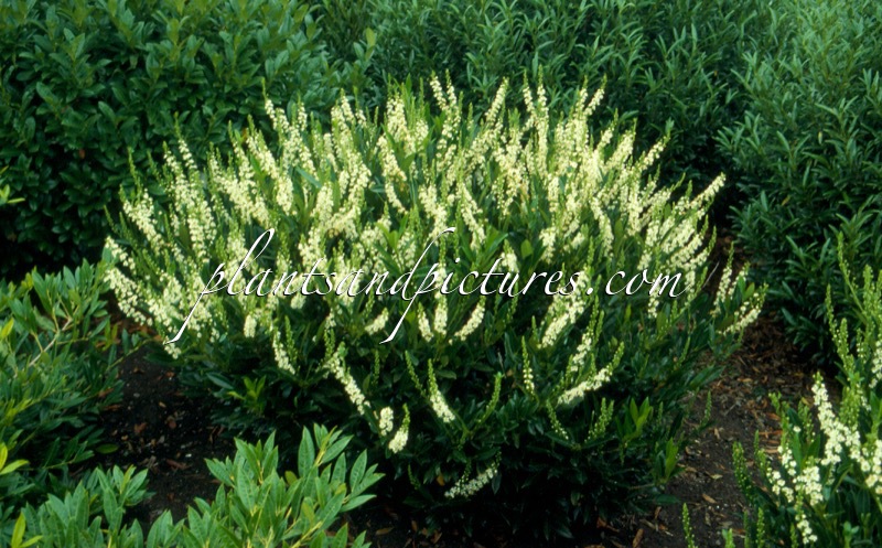 Prunus laurocerasus ‘Otto Luyken’