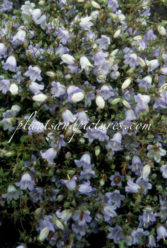 Symphyandra zanzegura