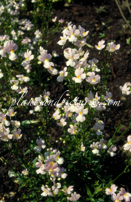 Nemesia ‘Fragrant Cloud’