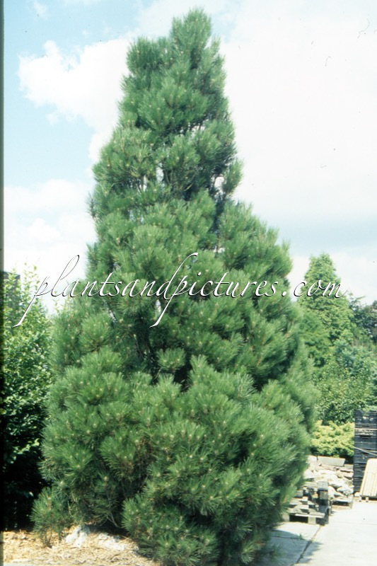 Pinus nigra ‘Green Rocket’