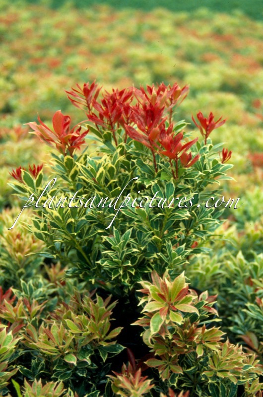 Pieris japonica ‘Carnaval’